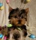 Yorkshire Terrier Puppies for sale in Barnett, MO 65011, USA. price: $1,300