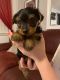 Yorkshire Terrier Puppies for sale in IL-59, Antioch, IL, USA. price: $500