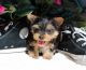 Yorkshire Terrier Puppies for sale in Manilla, IN 46150, USA. price: NA