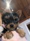 Yorkshire Terrier Puppies for sale in Blue Bell, PA, USA. price: $400