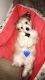 Yorkshire Terrier Puppies for sale in Riverside-San Bernardino-Ontario, CA, CA, USA. price: $800