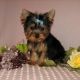 Yorkshire Terrier Puppies for sale in 677 Jackson St, Millersburg, IA 52308, USA. price: NA