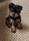 Yorkshire Terrier Puppies for sale in Alaska State Capitol, Juneau, AK 99801, USA. price: $500
