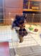 Yorkshire Terrier Puppies for sale in Jacksonville, FL 32226, USA. price: $400