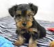 Yorkshire Terrier Puppies for sale in Texas City, TX, USA. price: $300