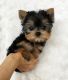 Yorkshire Terrier Puppies for sale in San Jose, CA, USA. price: $300