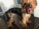 Yorkshire Terrier Puppies for sale in Suffolk County, NY, USA. price: $500