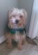 Yorkshire Terrier Puppies for sale in Bridgeport, CT, USA. price: $500