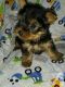 Yorkshire Terrier Puppies for sale in Colorado Springs, CO, USA. price: $950