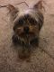 Yorkshire Terrier Puppies for sale in Streamwood, IL, USA. price: $800