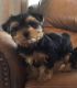 Yorkshire Terrier Puppies for sale in Vancouver, WA, USA. price: $1,500