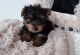 Yorkshire Terrier Puppies for sale in 6301 S Archer Rd, Summit, IL 60501, USA. price: $1,000