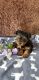 Yorkshire Terrier Puppies for sale in Albertville, MN, USA. price: $1