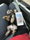 Yorkshire Terrier Puppies for sale in Ocoee, FL, USA. price: NA