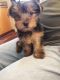 Yorkshire Terrier Puppies for sale in Somerville, TX 77879, USA. price: $700