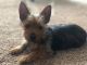 Yorkshire Terrier Puppies for sale in El Centro, CA, USA. price: $300