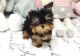 Yorkshire Terrier Puppies for sale in Clyde, TX 79510, USA. price: $500