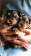 Yorkshire Terrier Puppies for sale in Kalamazoo, MI, USA. price: $850