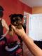 Yorkshire Terrier Puppies for sale in Ruidoso, NM, USA. price: $1,500
