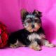 Yorkshire Terrier Puppies for sale in North Canton, OH, USA. price: $1,600