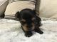 Yorkshire Terrier Puppies for sale in Pearland, TX, USA. price: $1,000
