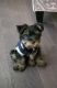 Yorkshire Terrier Puppies for sale in North Providence, RI, USA. price: NA