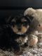 Yorkshire Terrier Puppies for sale in Coral Gables, FL, USA. price: $1,400