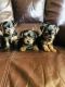 Yorkshire Terrier Puppies for sale in Moselle, MS 39459, USA. price: $700