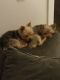 Yorkshire Terrier Puppies for sale in Henderson, NV, USA. price: $2,500
