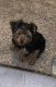 Yorkshire Terrier Puppies for sale in Dearborn Heights, MI, USA. price: NA