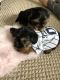 Yorkshire Terrier Puppies for sale in Rochester, NY, USA. price: $700