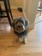 Yorkshire Terrier Puppies for sale in Sicklerville, NJ 08081, USA. price: NA