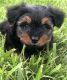 Yorkshire Terrier Puppies for sale in Decatur, IL, USA. price: $850