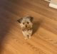Yorkshire Terrier Puppies for sale in Henrico, VA 23294, USA. price: NA