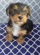 Yorkshire Terrier Puppies for sale in Brownstown Charter Twp, MI, USA. price: $800