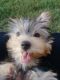 Yorkshire Terrier Puppies for sale in Madison, AL, USA. price: $900