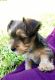 Yorkshire Terrier Puppies for sale in Defuniak Springs, FL, USA. price: NA