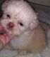 Yorkshire Terrier Puppies for sale in Fischer, TX 78623, USA. price: $600