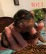 Yorkshire Terrier Puppies for sale in Gibson, NC 28343, USA. price: NA