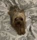 Yorkshire Terrier Puppies for sale in Palmetto, FL 34221, USA. price: $1,500