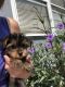 Yorkshire Terrier Puppies for sale in Virginia Beach, VA, USA. price: $775