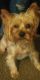 Yorkshire Terrier Puppies for sale in Little Rock, AR, USA. price: $400