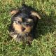 Yorkshire Terrier Puppies for sale in Richmond, TX, USA. price: $800