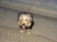 Yorkshire Terrier Puppies for sale in Dos Palos, CA 93620, USA. price: $150