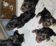 Yorkshire Terrier Puppies for sale in Gilroy, CA 95020, USA. price: $575