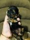 Yorkshire Terrier Puppies for sale in St Cloud, FL, USA. price: $700