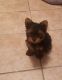 Yorkshire Terrier Puppies for sale in Dunnellon, FL, USA. price: $1,000