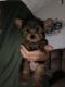Yorkshire Terrier Puppies for sale in Virginia Beach, VA, USA. price: $750
