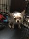 Yorkshire Terrier Puppies for sale in District Heights, MD 20747, USA. price: NA