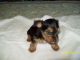 Yorkshire Terrier Puppies for sale in Sweetwater, TN 37874, USA. price: NA